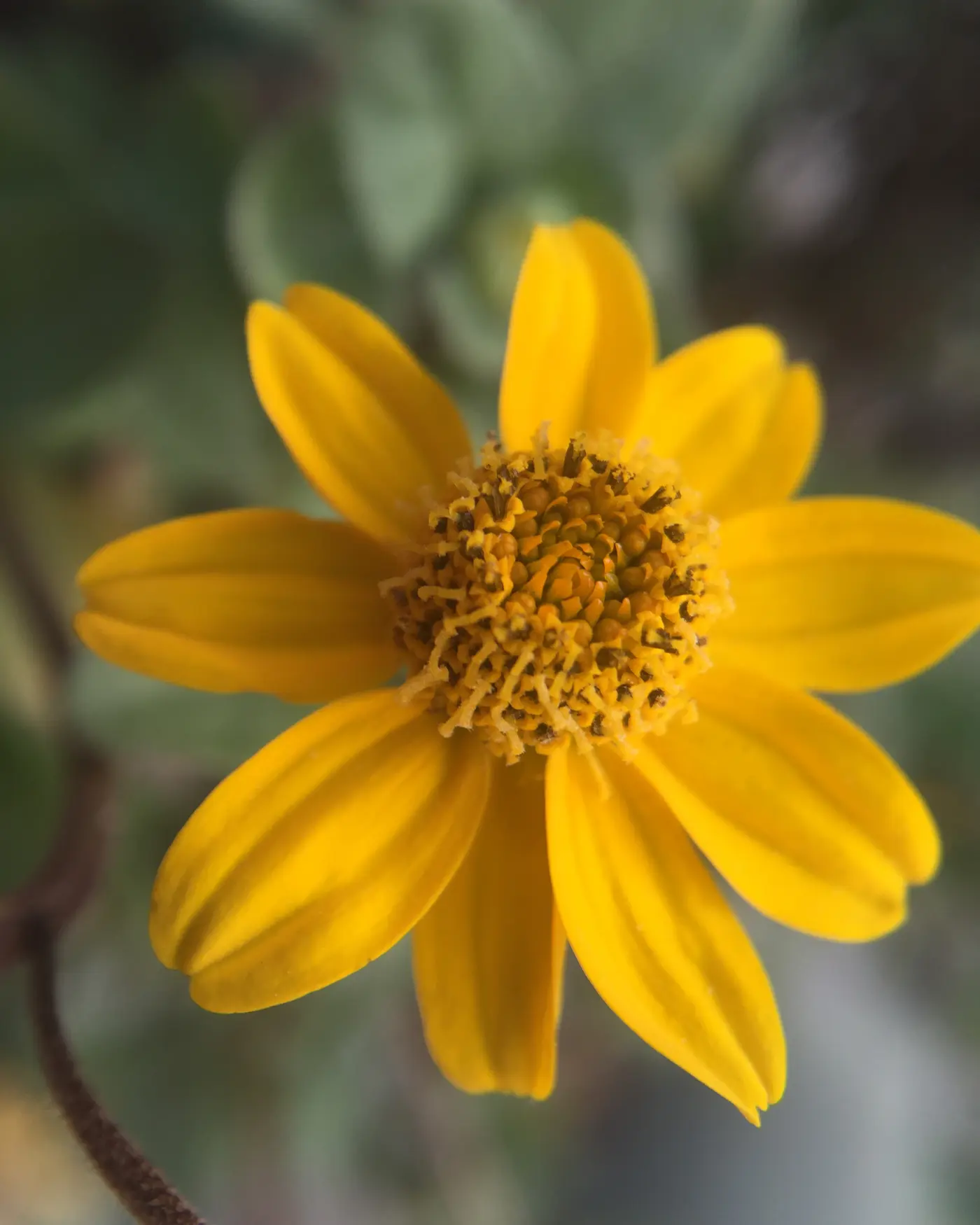 Flor amarilla de Heliopsis longipes en la planta