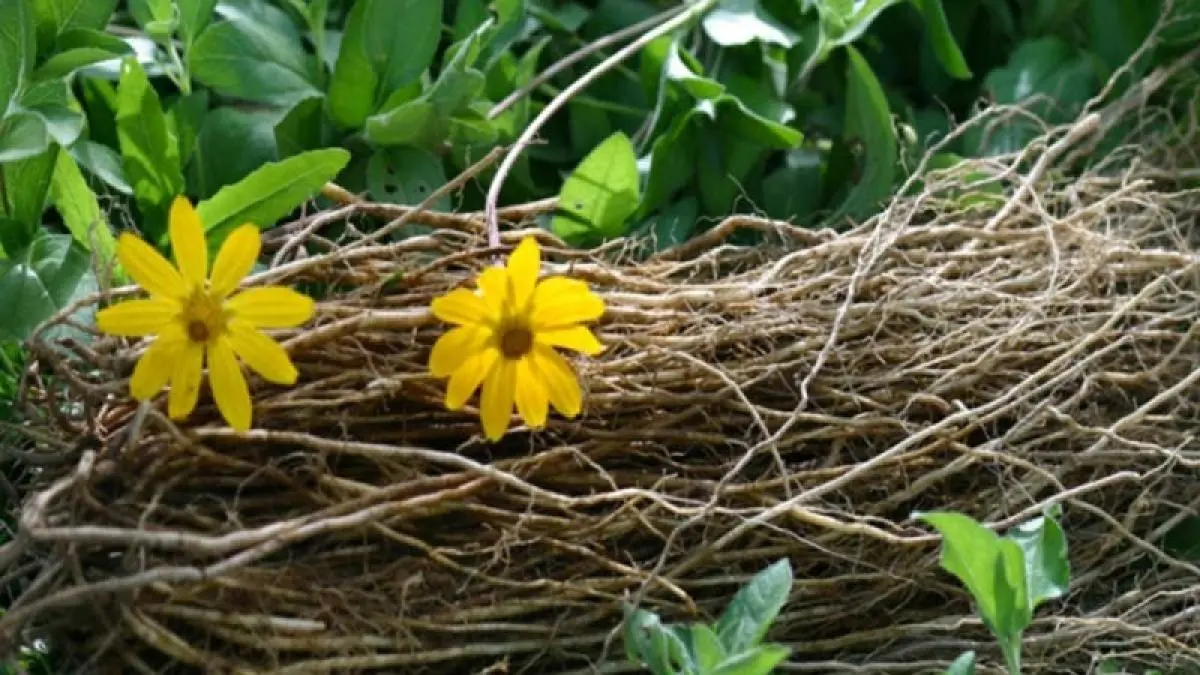 Raíces y flores de chilcuague